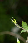 Southern blue monkshood <BR>Monkshood